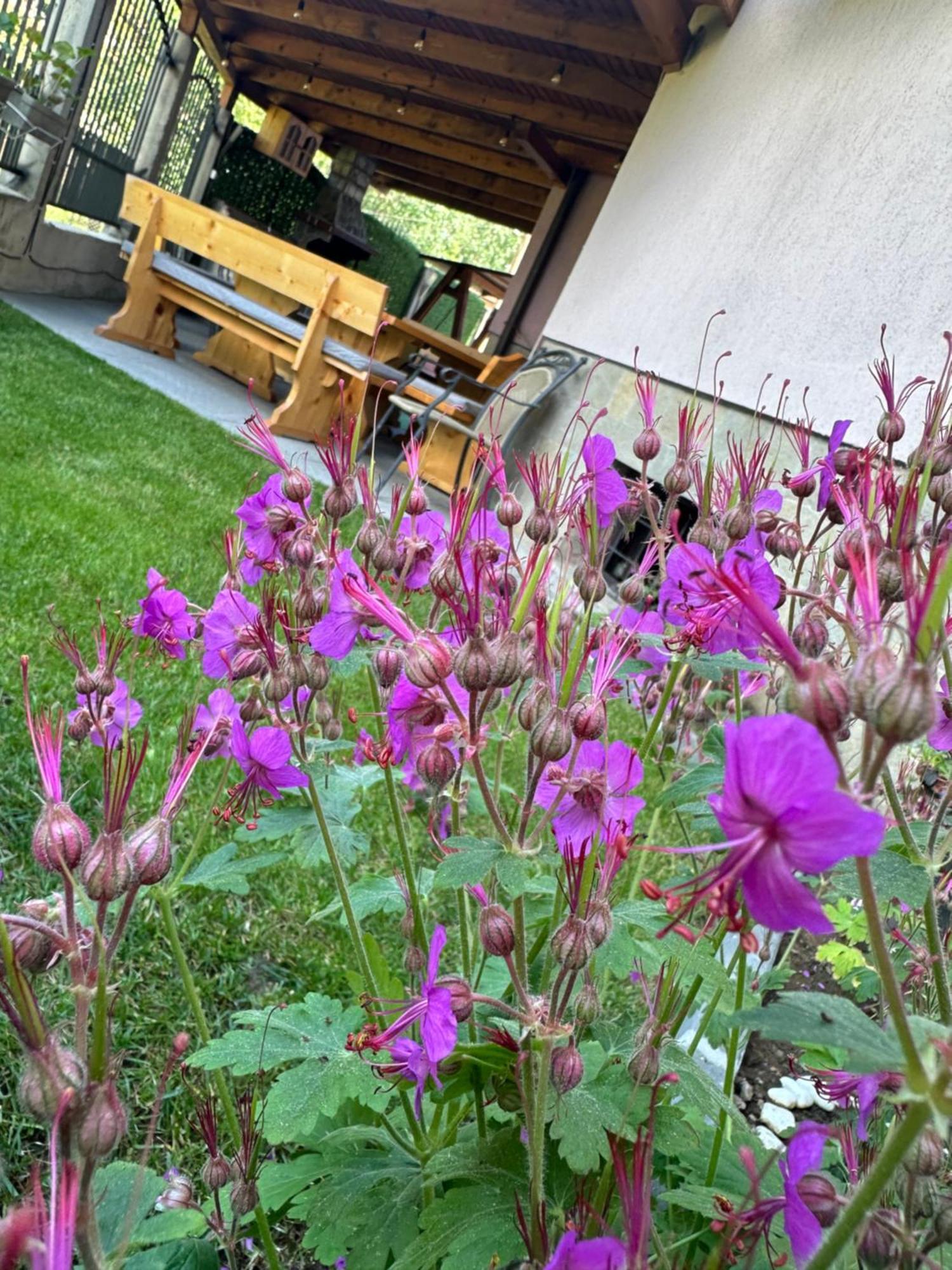 Advel Guest Hous Hotel Madzhare Eksteriør billede